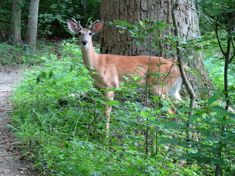 White-tailed_Deer_-_Flickr_-_treegrow.jpg