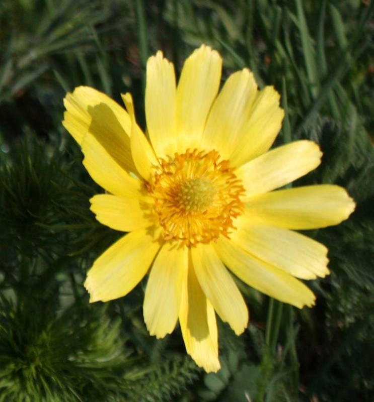 Adonis_vernalis05.jpg