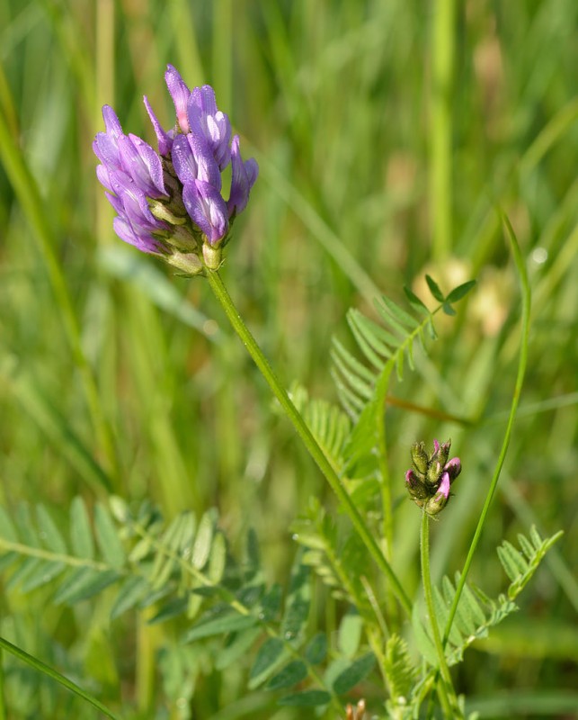 Astragalus_danicus_-_aas-hundihammas.jpg