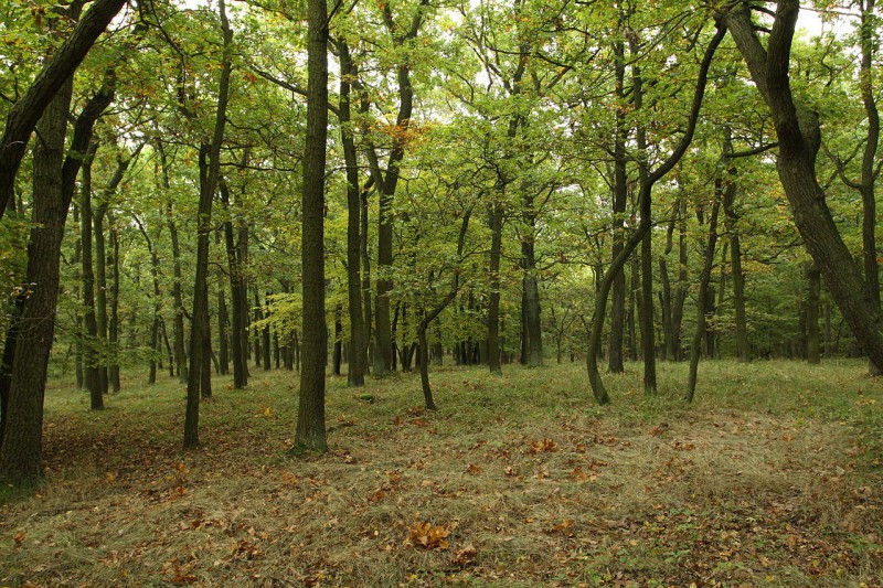 Nature_reserve_Zvolská_homole_in_autumn_2014_(4).JPG