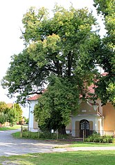pavel hrdlička.jpg