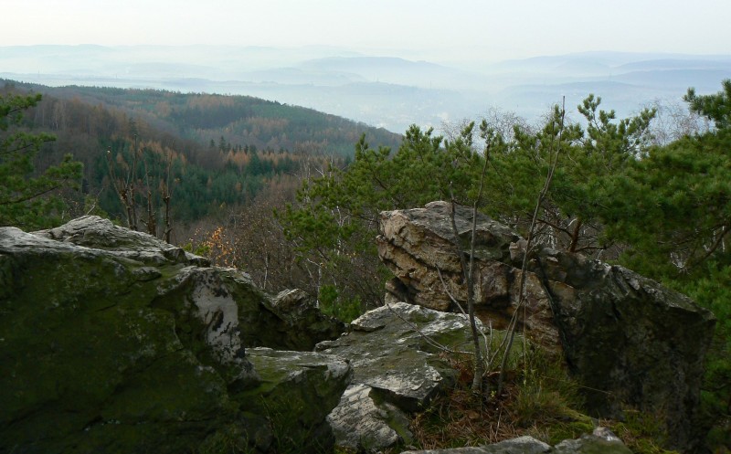 Forest_in_Hřebeny_(7).jpg