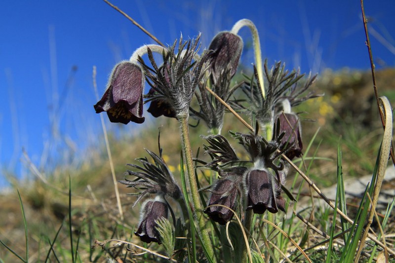 1280px-Pulsatilla_pratensis_in_natural_monument_Kalvarie_v_Motole_in_spring_2012_(2).JPG