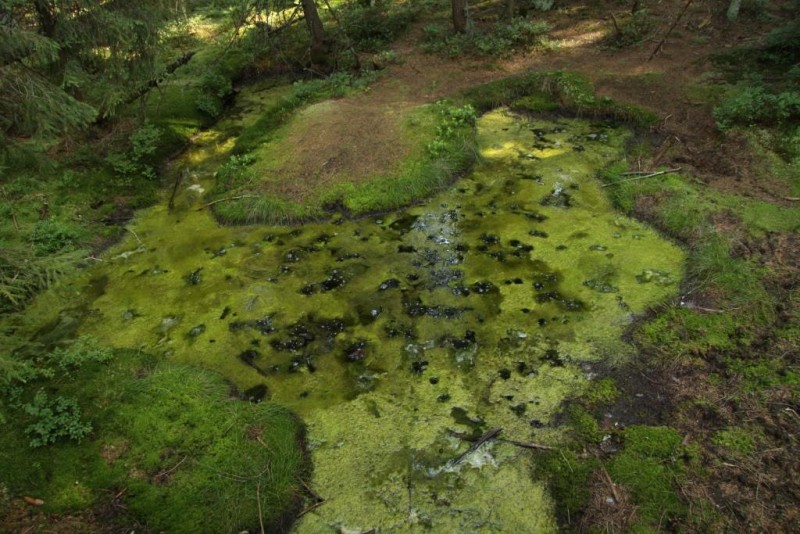 Nature_reserve_Smraďoch_in_summer_2012_(11).JPG