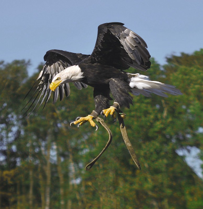 872px-Bald_eagle_in_a_nosedive.jpg