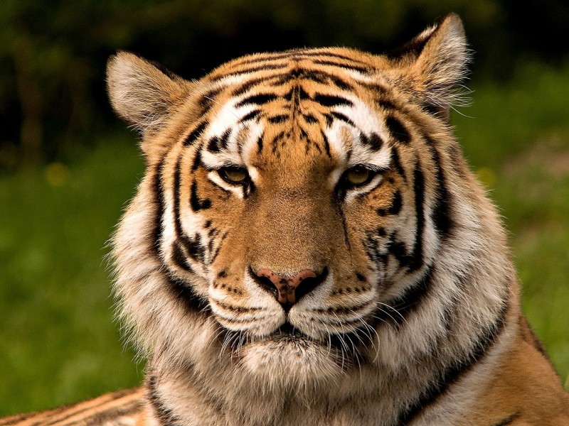 1280px-Siberischer_tiger_de_edit02[1].jpg