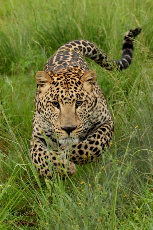 800px-Charging_Leopard-001[1].JPG