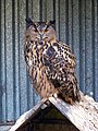 90px-Výr_velký,_zookoutek_Břežanské_údolí.jpg