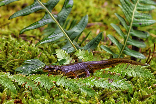 640px-Čolek_obecný_(Lissotriton_vulgaris).jpg