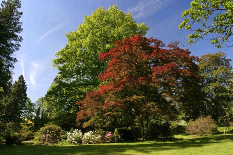 Arboretum_Nový_Dvůr_-_areál.jpg