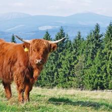 Krkonošská naučná stezka Rýchory 2.jpg