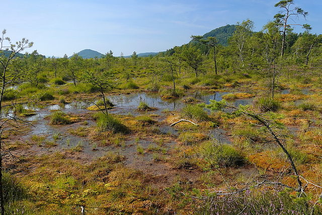 640px-Borný_nad_NPP_Swamp_2.jpg