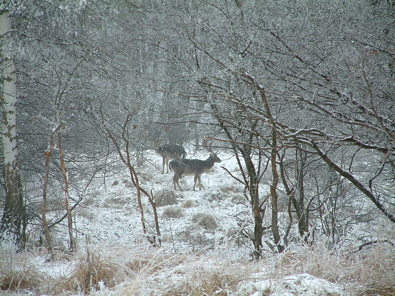 800px-Daňci_(Damwild)_(Fallow_Deers)_17.12.2004_-_panoramio[1].jpg