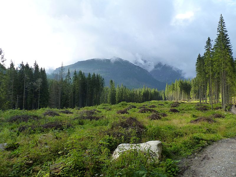 800px-Javorová_dolina,_Vysoké_Tatry_(23)[1].JPG