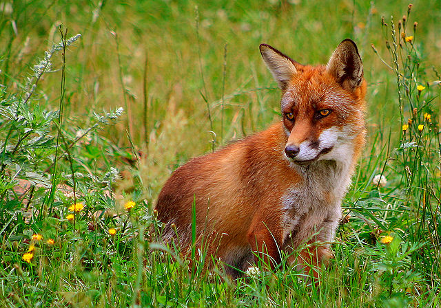 640px-Rød_ræv_(Vulpes_vulpes).jpg