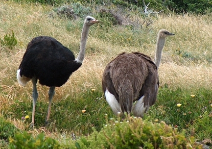 Ostriches_cape_point_cropped.jpg