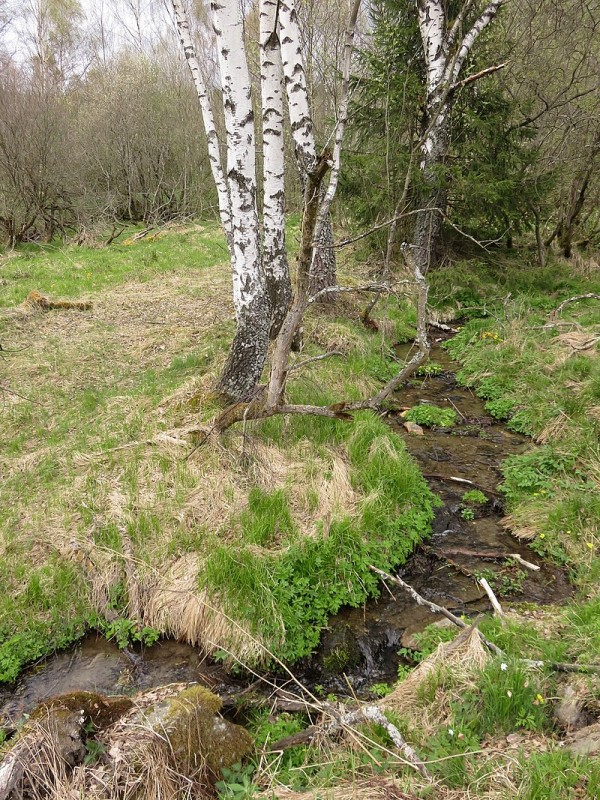 PR_Brčálnické_mokřady_pod_osadou_Brčálník,_zákruta_potoka_u_bříz,_duben_2017.jpg