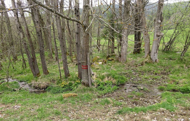 PR_Brčálnické_mokřady_pod_osadou_Brčálník,_sv._okraj_rezervace,_3,_duben_2017.jpg