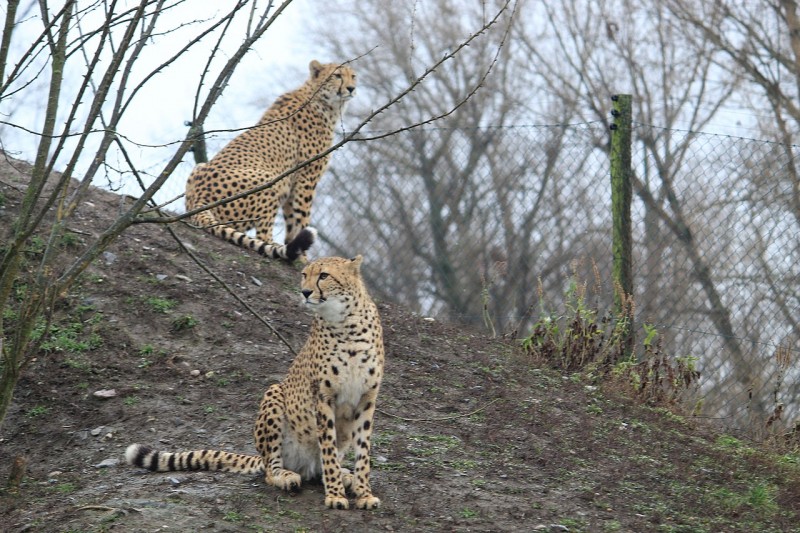 1280px-Prague_czech_republic_zoo_11.jpg