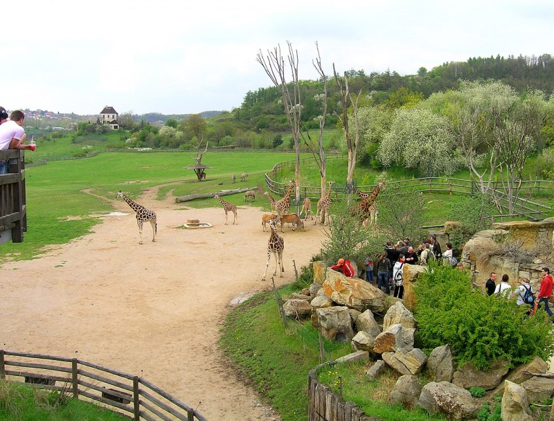 Giraffe_exposition_2,_Prague_zoo.jpg